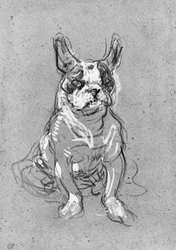 „Bouboule“, die Bulldogge von Madame Palmyre im La Souris, 1897